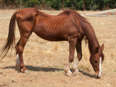 Mon cheval maigrit! Perd de l'état!
