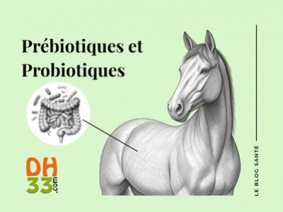 Prébiotiques et probiotiques cheval : pourquoi sont-ils essentiels ?
