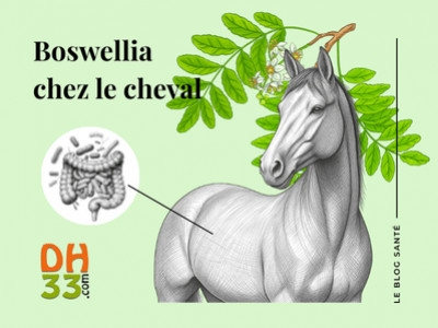 Boswellia cheval : intérêt pour la digestion et l’inflammation digestive