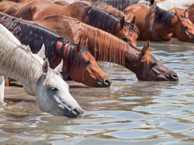 Électrolytes et récupération du cheval