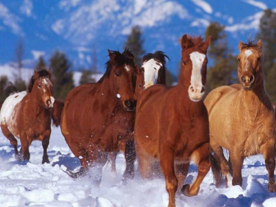 Pourquoi utiliser l'harpagophythum chez le cheval?