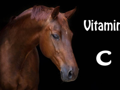 Cheval et vitamine C