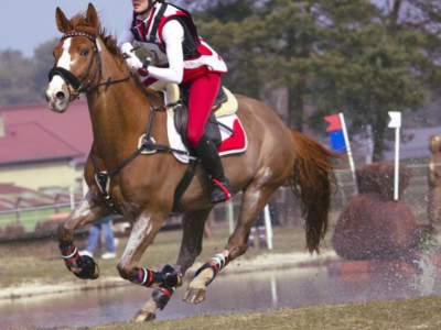 Récupération Musculaire du Cheval