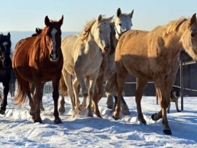 Mon cheval passe l'hiver au pré