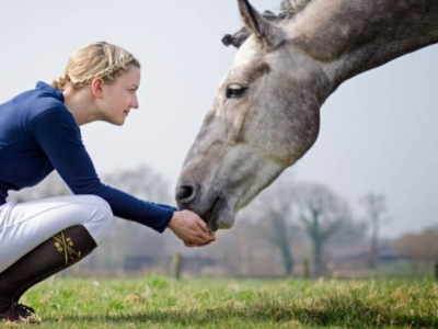 Le foie chez le cheval