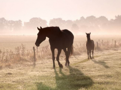 Paddock Paradise pour Chevaux