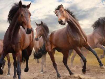 La douleur chez le cheval