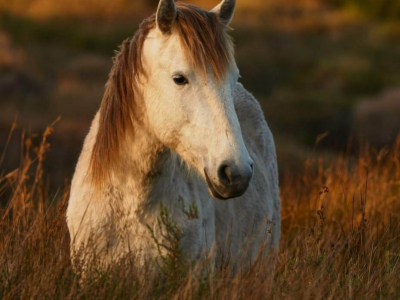 Voir comme le cheval