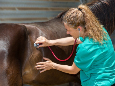 Visite vétérinaire lors de l'achat d'un cheval