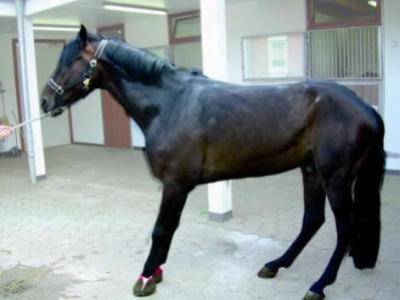 La Fourbure chez le Cheval