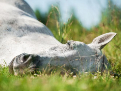 Que faire face à l'ennui du cheval?