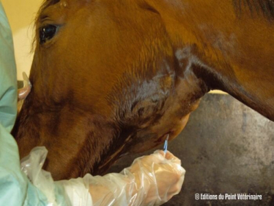 Qu'est ce que la gourme chez le cheval?