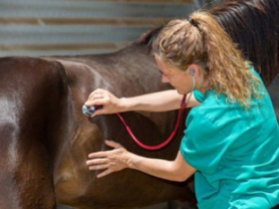 Qu'est ce que le cornage chez le cheval?