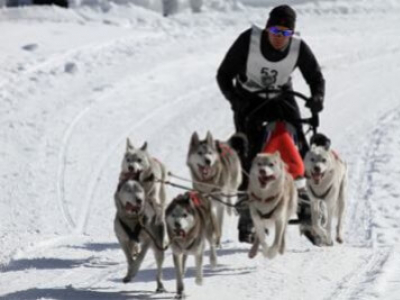 Faire du sport avec son chien