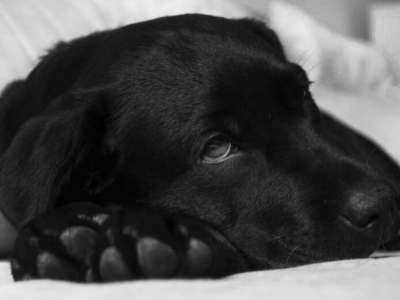 Mon chien est il en bonne santé?