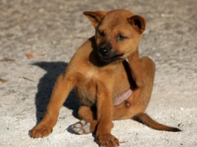 Mon chien à des puces! Que faire?