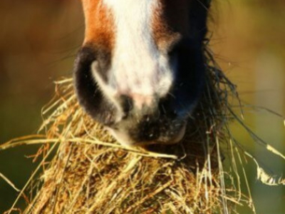 Quand complémenter son cheval?