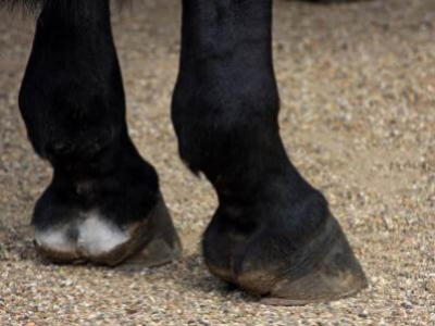 Qu'est qu'une tare dure chez le cheval?