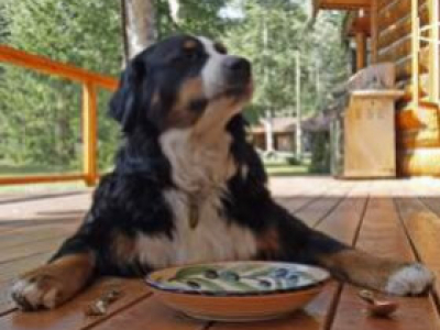 Quel quantité de croquettes pour mon chien?